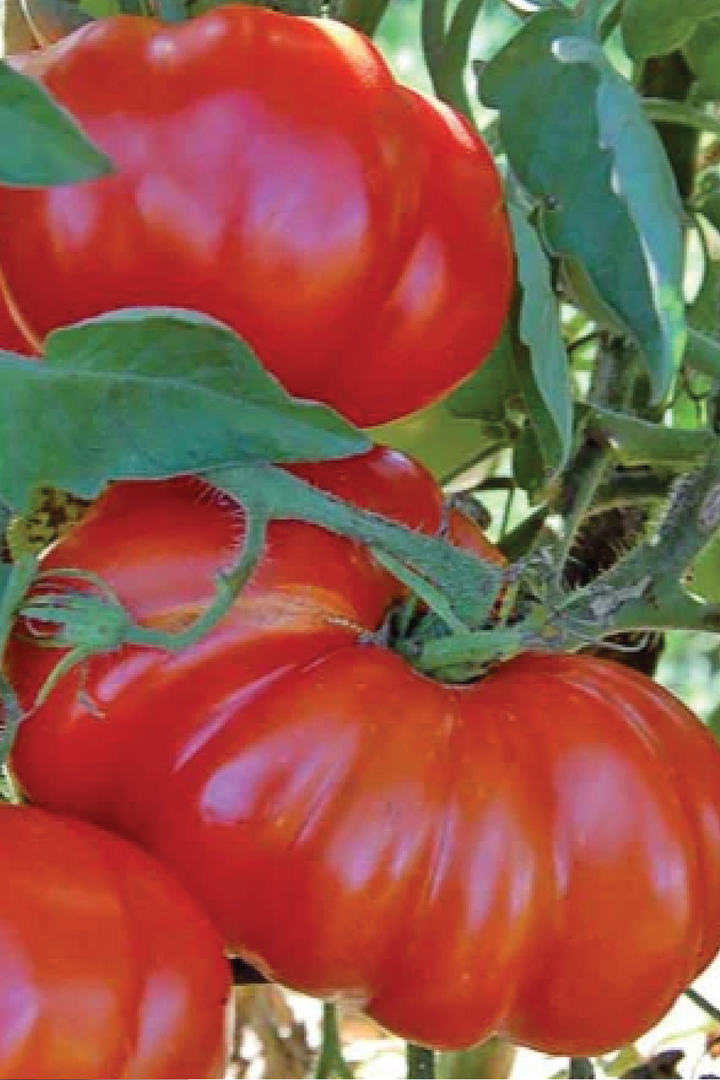 ORGANIC ROSSO SILICIUM TOMATO SEEDLING