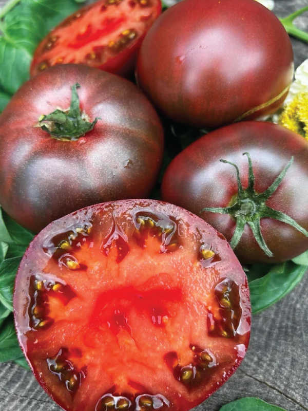 ORGANIC CARBON TOMATO SEEDLING   شتلة طماطم كاربون العضوية