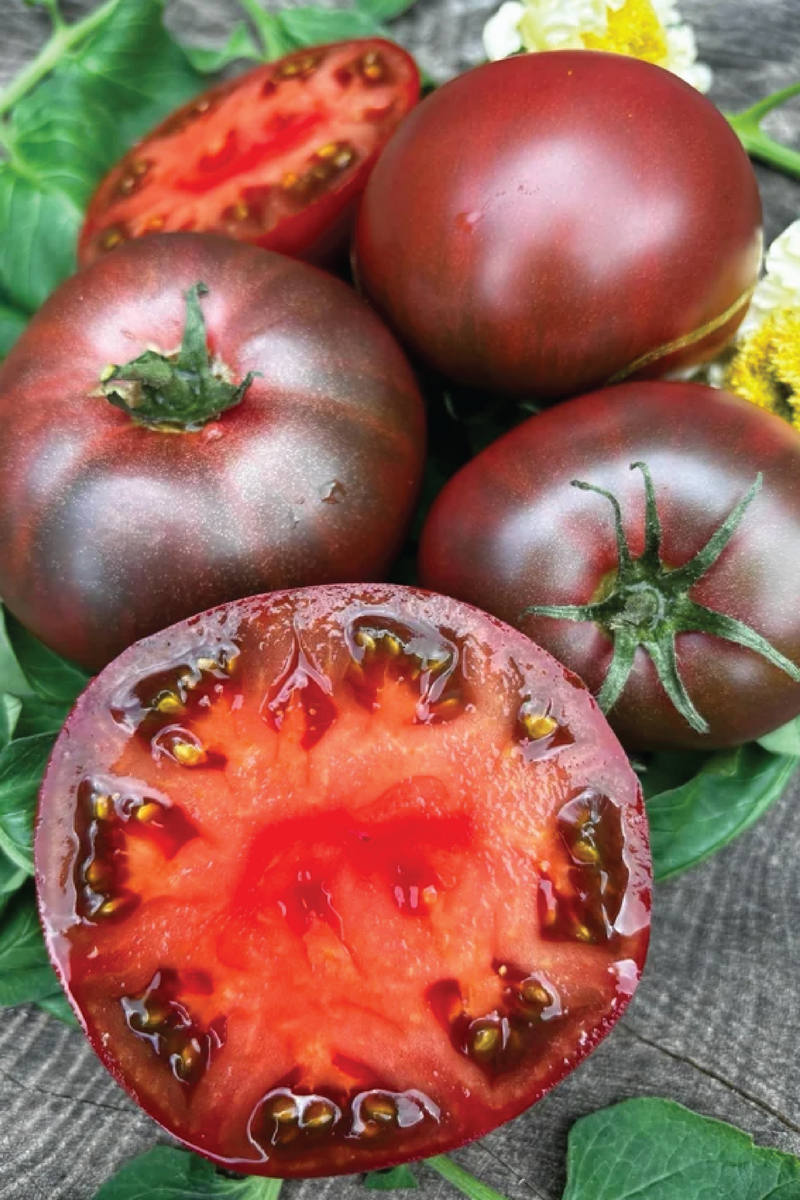 ORGANIC CARBON TOMATO SEEDLING   شتلة طماطم كاربون العضوية