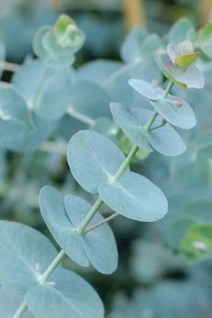 ORGANIC EUCALYPTUS SLIVER DOLLAR SEEDLING