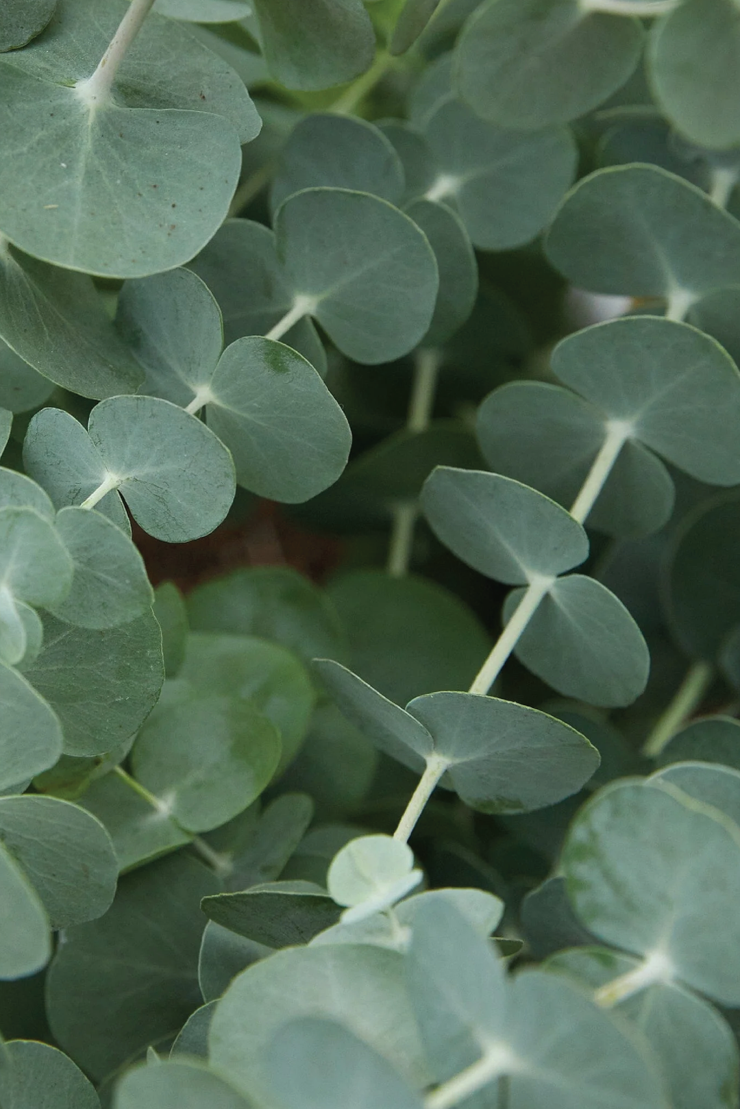 ORGANIC EUCALYPTUS SLIVER DOLLAR SEEDLING