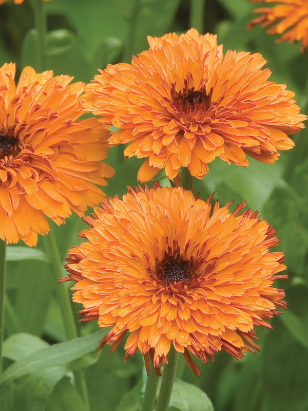 CALENDULA OKTOBERFEST FLOWER SEEDLING  شتلة زهرة كاليندولا  أوكتوبرفست