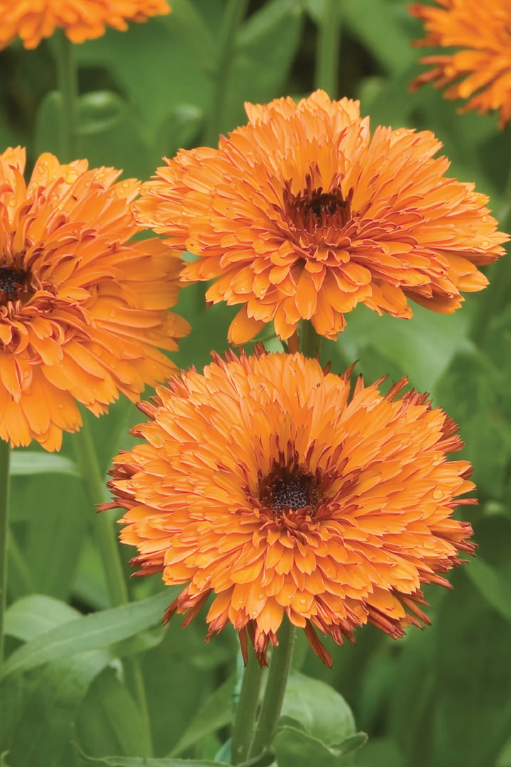 ORGANIC CALENDULA OKTOBERFEST FLOWER SEEDLING