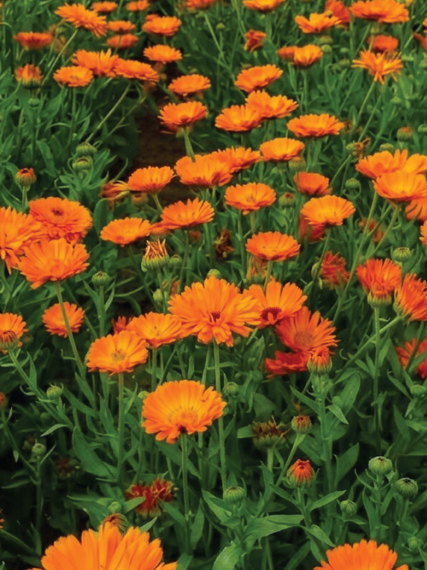 CALENDULA OKTOBERFEST FLOWER SEEDLING  شتلة زهرة كاليندولا  أوكتوبرفست