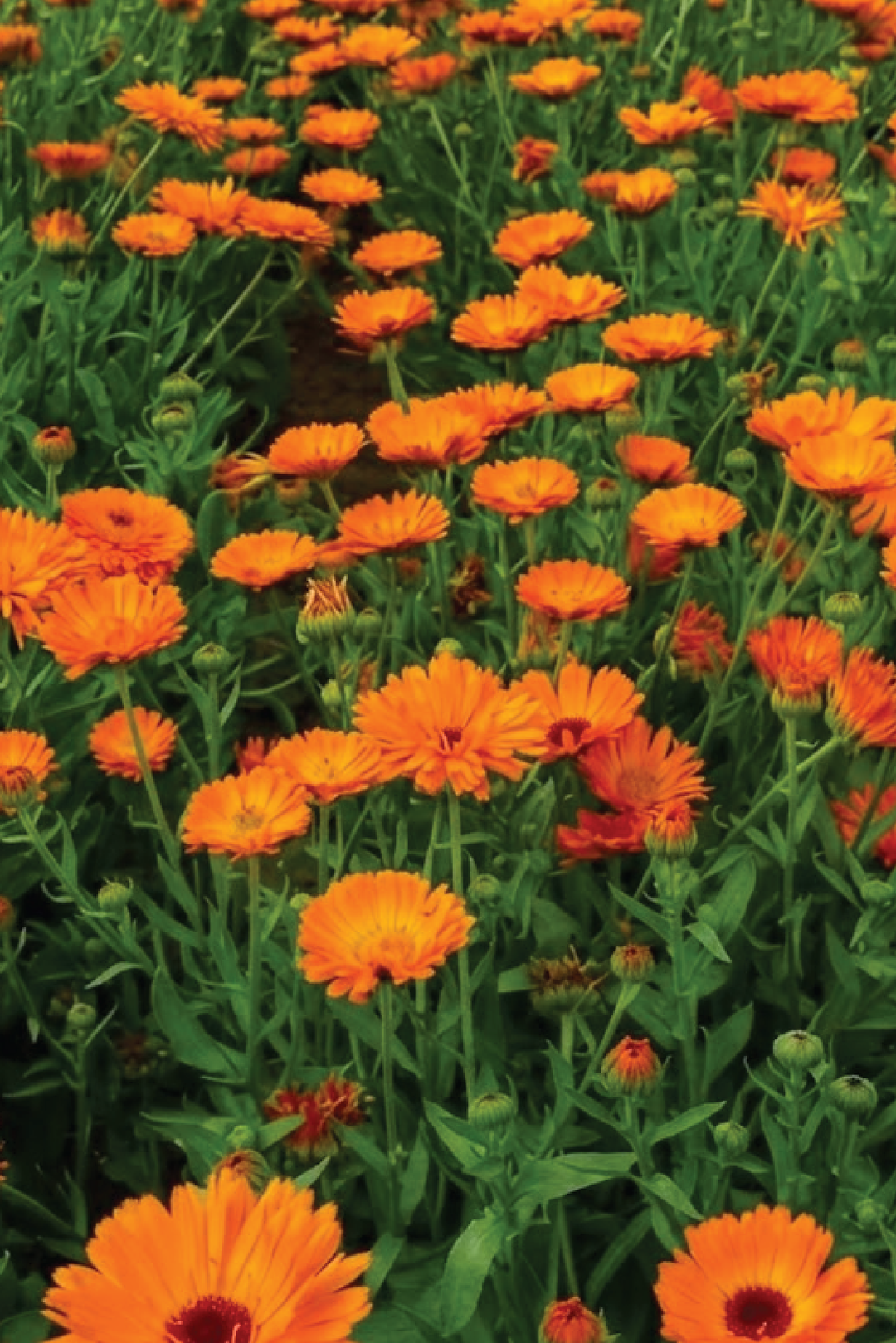 ORGANIC CALENDULA OKTOBERFEST FLOWER SEEDLING