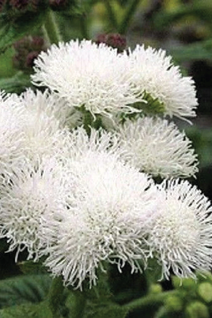 AGERATUM DONDO WHITE FLOWER SEEDLING