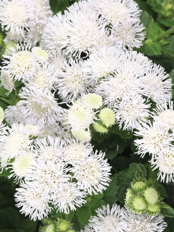AGERATUM DONDO WHITE FLOWER SEEDLING   شتلة زهور أغيراتوم دونودو البيضاء