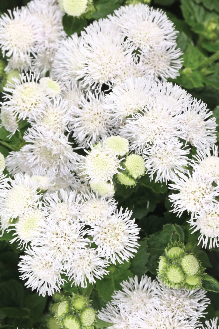 AGERATUM DONDO WHITE FLOWER SEEDLING