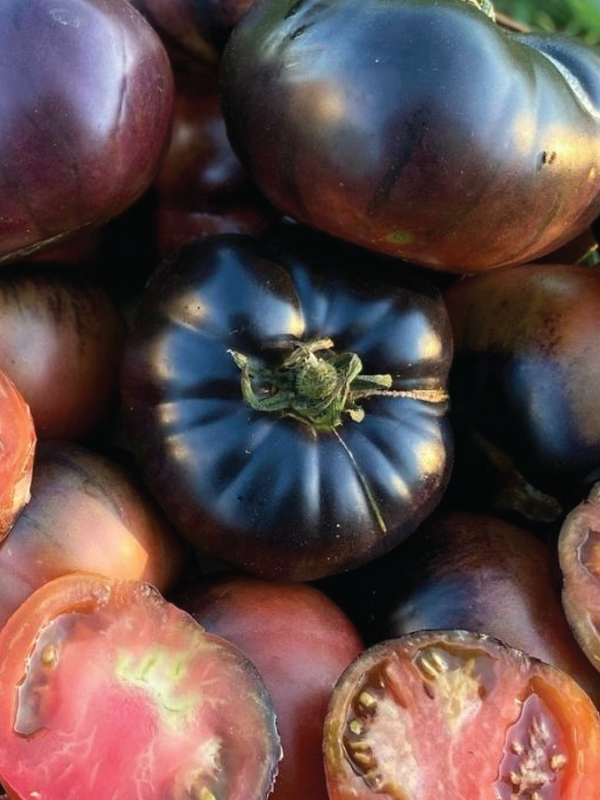 ORGANIC TOMATO BLACK BEAUTY SEEDLING