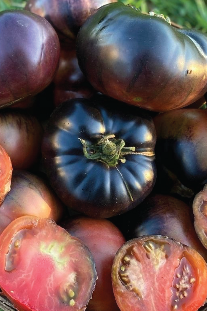 ORGANIC TOMATO BLACK BEAUTY SEEDLING