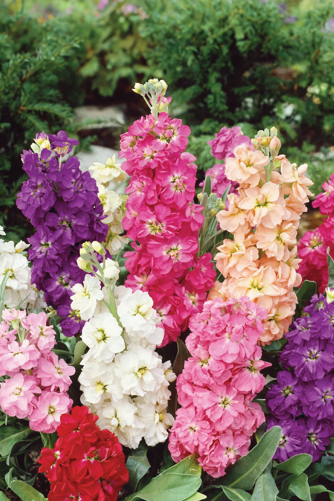 MIX STOCK FLOWER SEEDLING