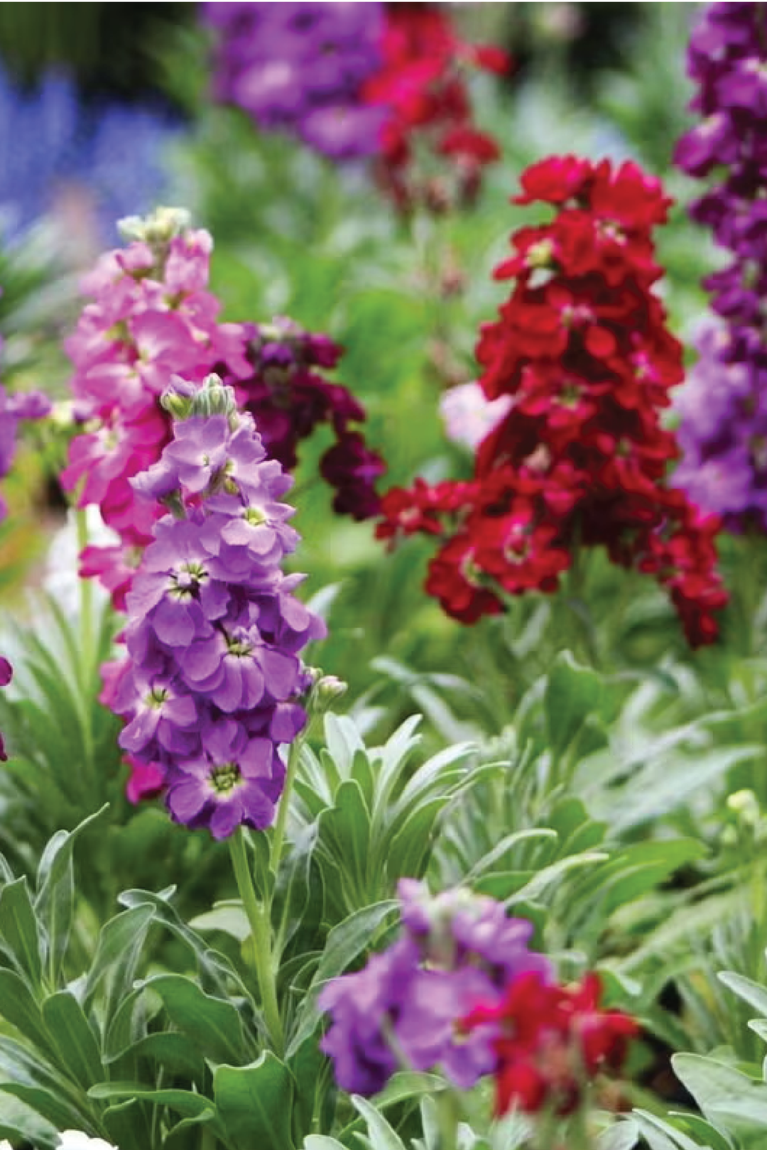 MIX STOCK FLOWER SEEDLING