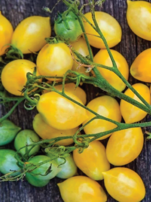 ORGANIC BERRYS CRAZY CHERRY TOMATO SEEDLING   شتلة طماطم بيري كرازي كرزية عضوية