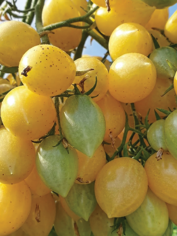 ORGANIC BERRYS CRAZY CHERRY TOMATO SEEDLING   شتلة طماطم بيري كرازي كرزية عضوية