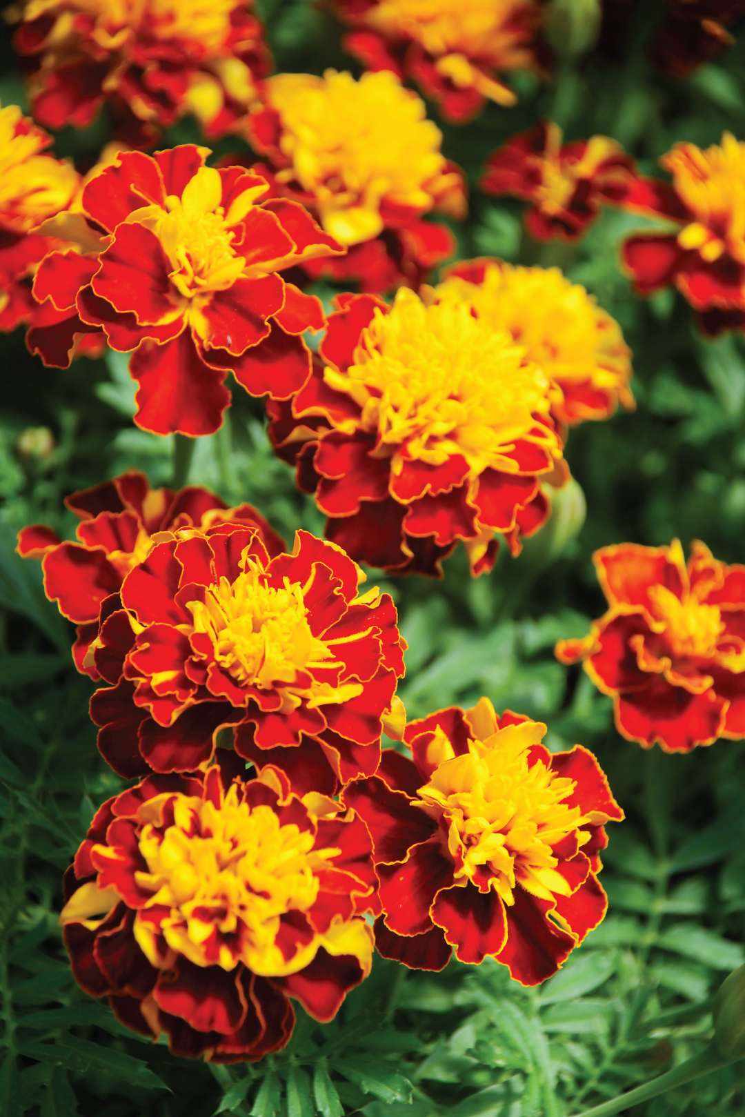ORGANIC MARIGOLD SUPER HERO SEEDLING