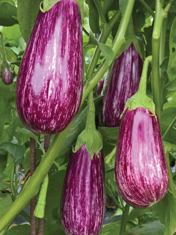 ORGANIC FAIRY TALE EGGPLANT SEEDLING  شتلة باذنجان فيري تيل عضوية