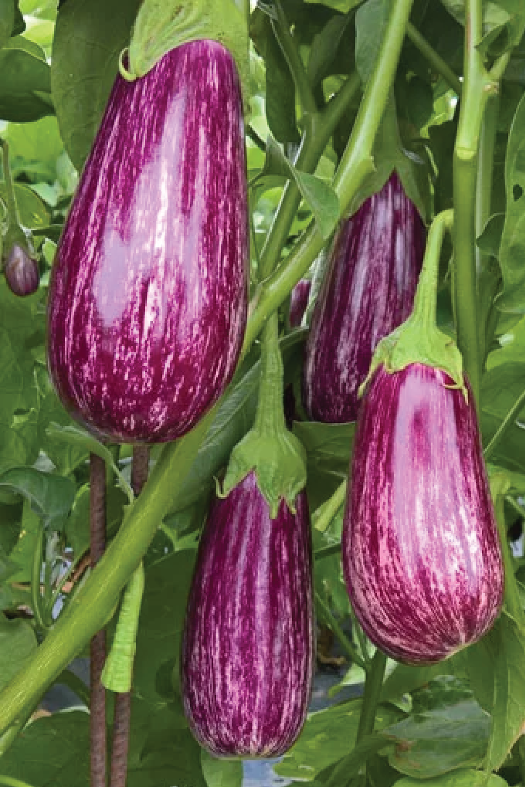 ORGANIC FAIRY TALE EGGPLANT SEEDLING