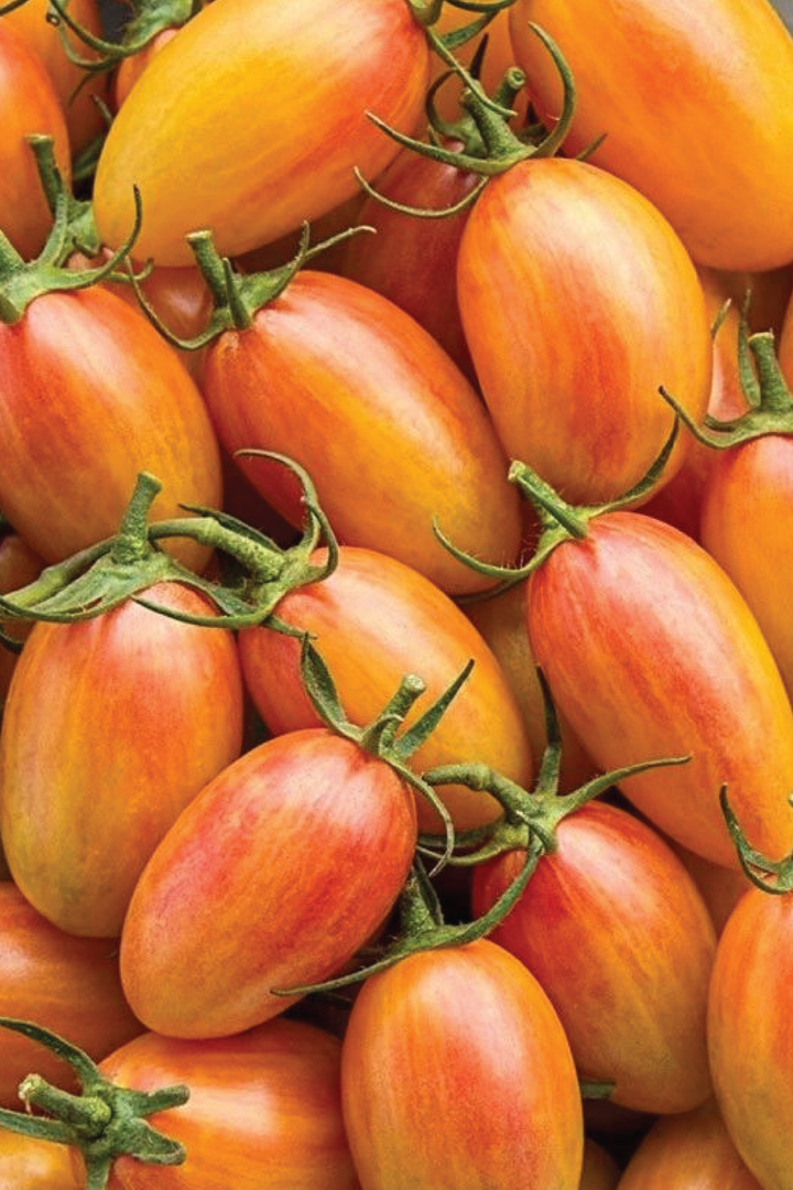 ORGANIC BLUSH TOMATO SEEDLING