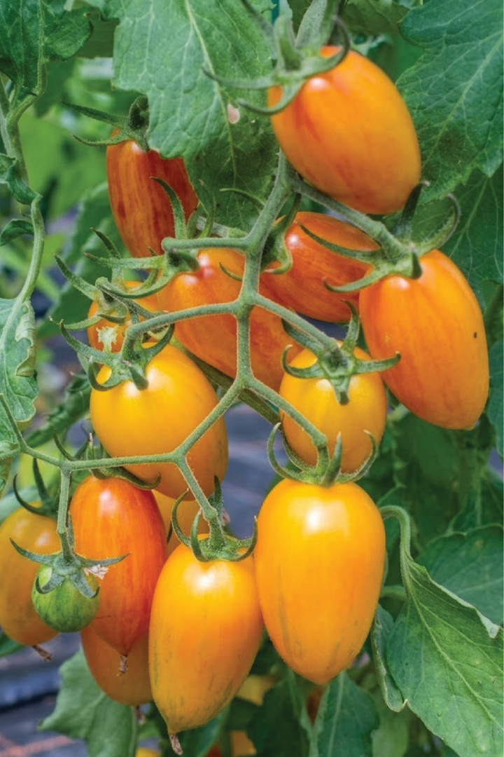ORGANIC BLUSH TOMATO SEEDLING