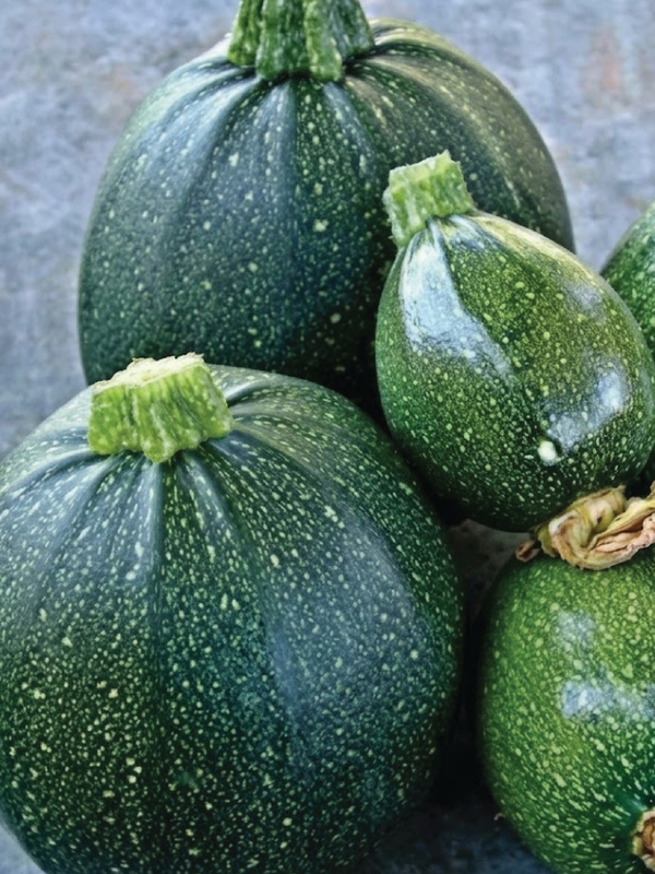 ORGANIC TUTUME ZUCCHINI SEEDLING  شتلة كوسا توتومي عضوية