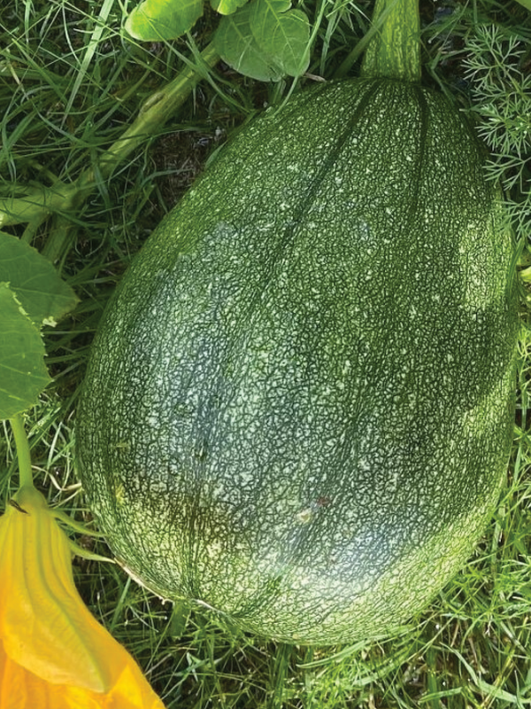 ORGANIC TUTUME ZUCCHINI SEEDLING  شتلة كوسا توتومي عضوية