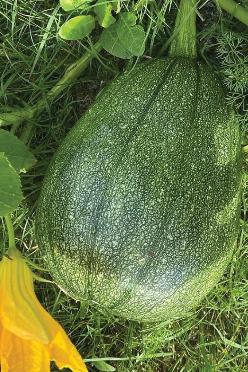 ORGANIC TUTUME ZUCCHINI SEEDLING  شتلة كوسا توتومي عضوية