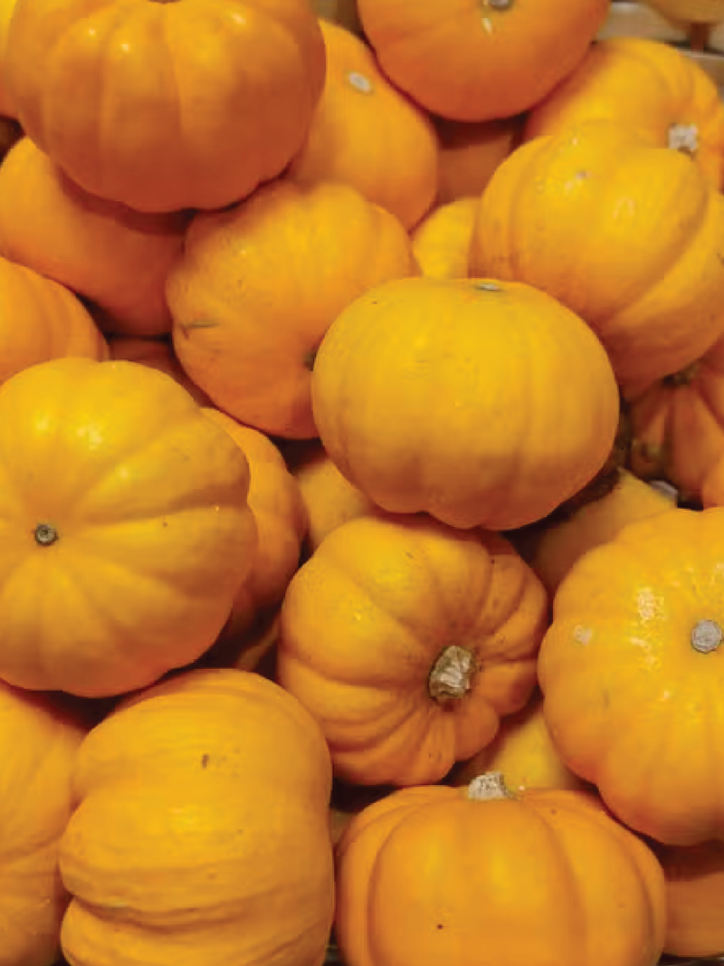 ORGANIC SQUASH GILLS GOLDEN PIPPIN SEEDLING شتلة كوسا جيلز الذهبية بيبين العضوية
