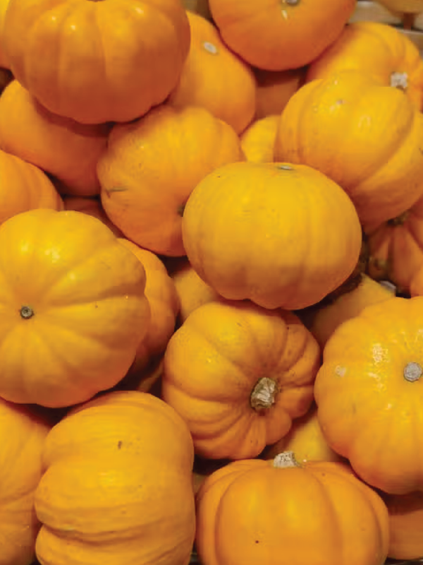ORGANIC SQUASH GILLS GOLDEN PIPPIN SEEDLING شتلة كوسا جيلز الذهبية بيبين العضوية
