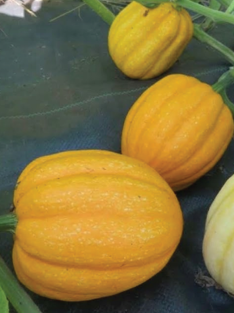 ORGANIC SQUASH GILLS GOLDEN PIPPIN SEEDLING شتلة كوسا جيلز الذهبية بيبين العضوية