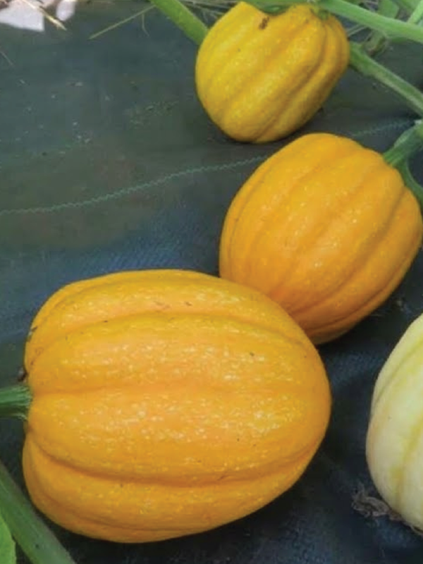 ORGANIC SQUASH GILLS GOLDEN PIPPIN SEEDLING شتلة كوسا جيلز الذهبية بيبين العضوية