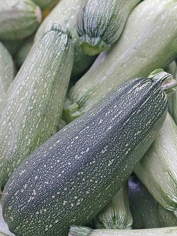 ORGANIC GRAY ZUCCHINI SEEDLING  شتلة كوسا جراي عضوية