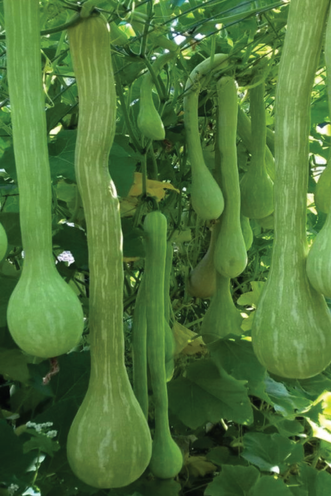 ORGANIC TROMBONCINO SQUASH SEEDLING