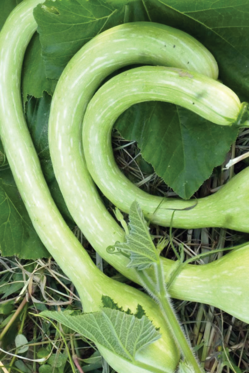 ORGANIC TROMBONCINO SQUASH SEEDLING  شتلة كوسا ترومبونسينو عضوية