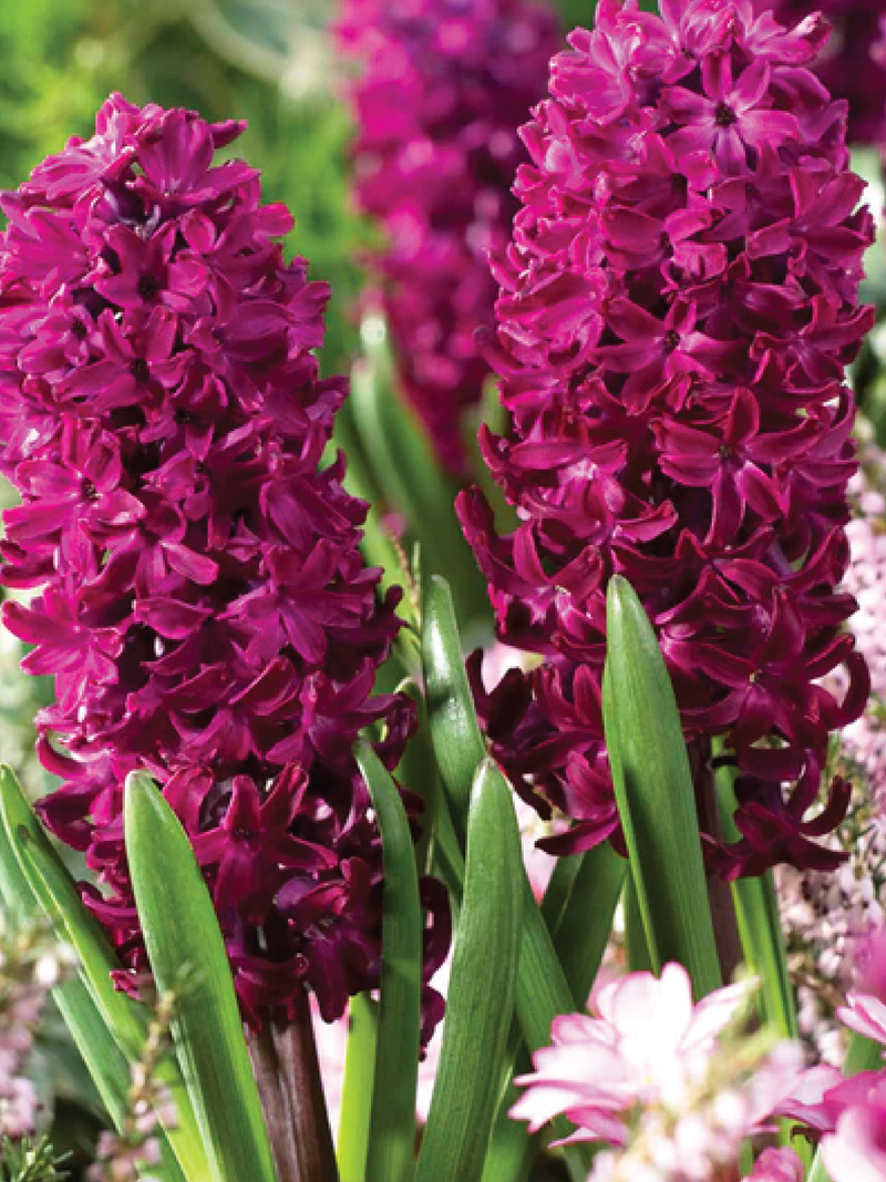 DARK PINK HYACINTH FLOWER BULBS <br> أبصال زهور الياقوتية  السوارق