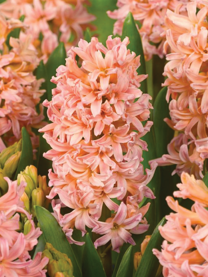 RARE ORANGE HYACINTH FLOWER BULBS <br> أبصال زهور الياقوتية  البرتقالي النادر