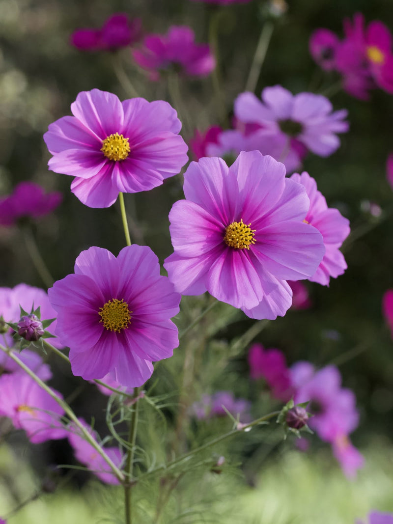 PURPLE COSMOS FLOWER SEEDLING <BR> شتلات زهور الكوزموس البنفسجية