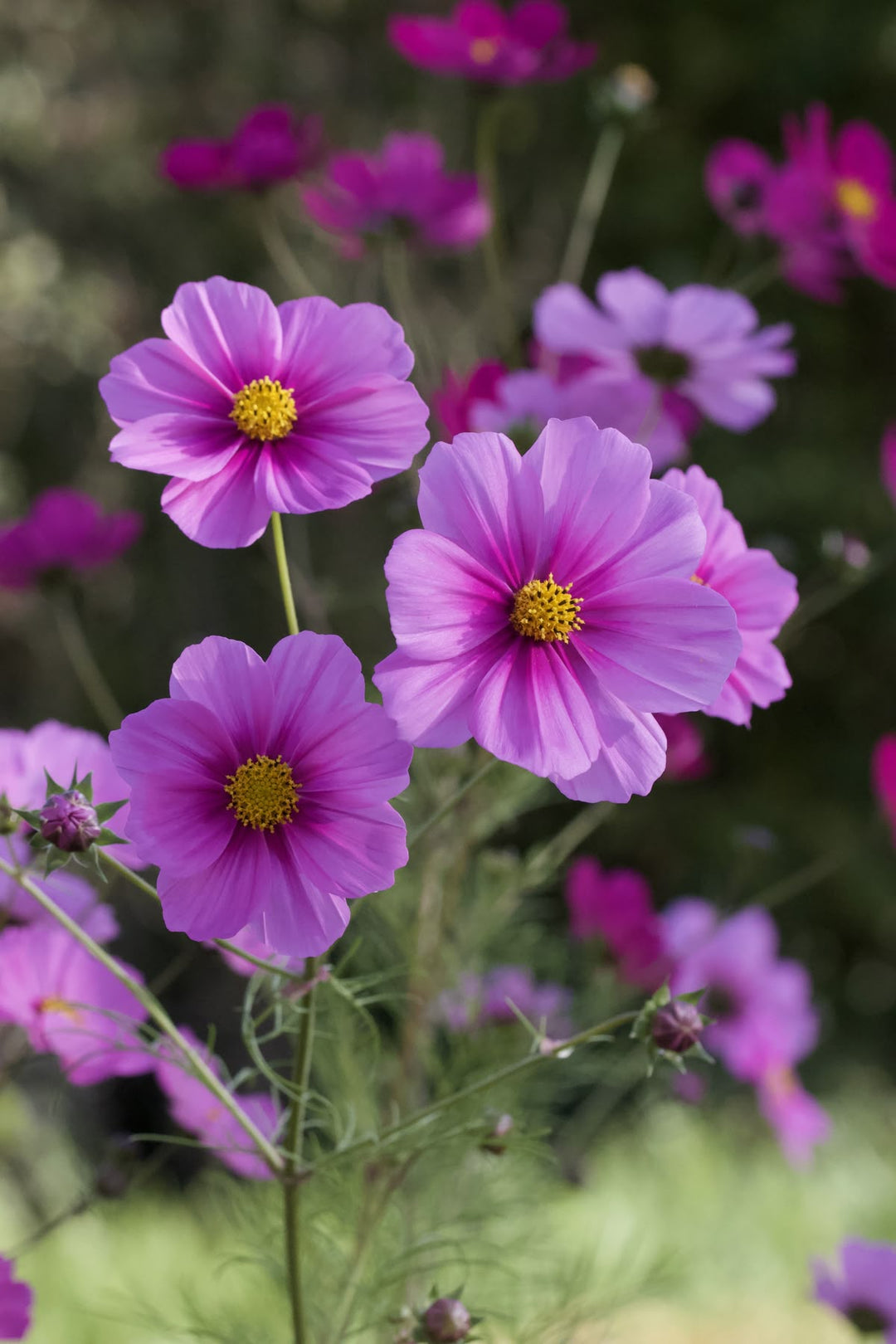 PURPLE COSMOS FLOWER SEEDLING <BR> شتلات زهور الكوزموس البنفسجية