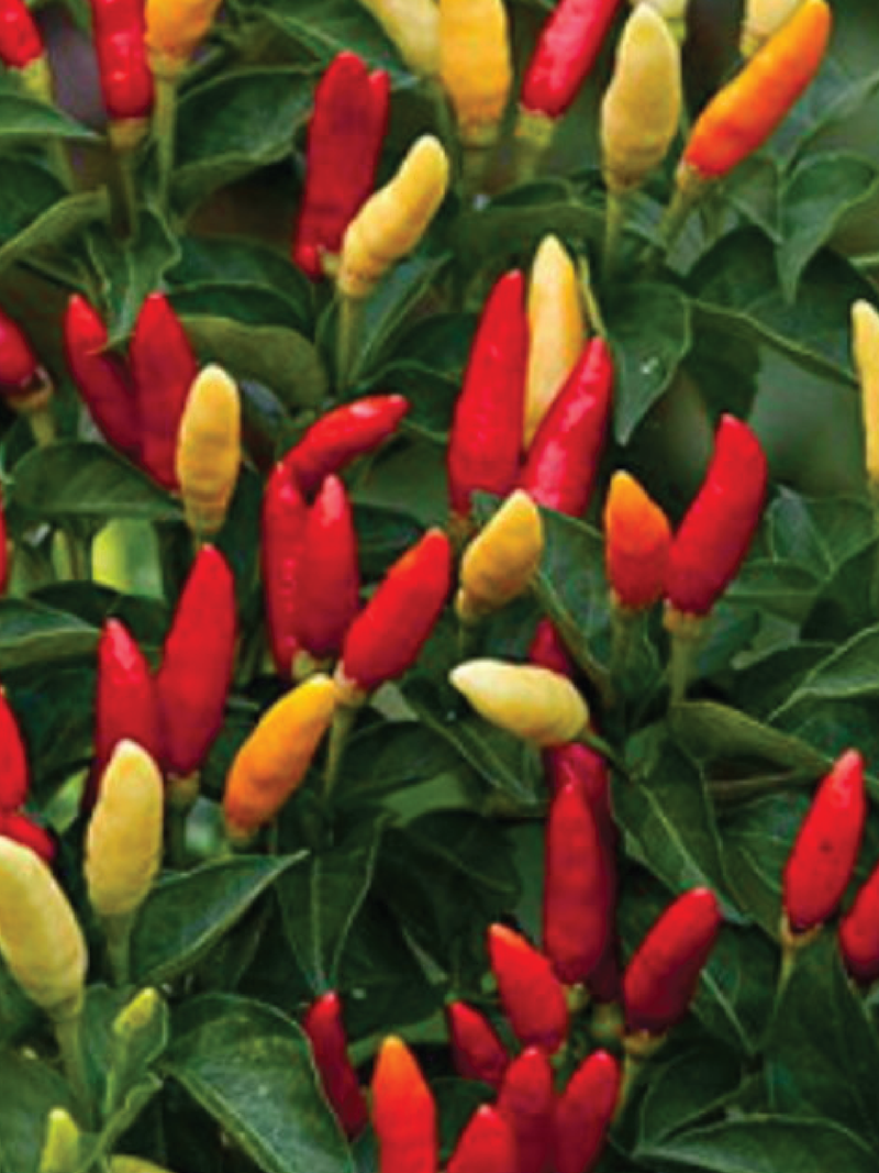 ORGANIC TABASCO HOT PEPPER SEEDLING <br>شتلات فلفل التباسكو الحار العضوية