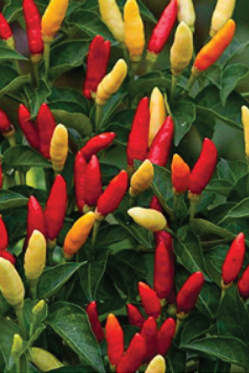 ORGANIC TABASCO HOT PEPPER SEEDLING