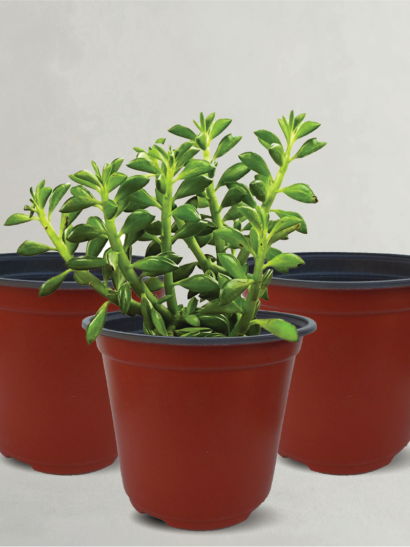 PLASTIC POT SET OF 12 (12.5X11CM)