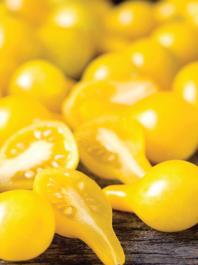 ORGANIC YELLOW PEAR TOMATO SEEDLING <br> شتلات الطماطم يلو بير العضوية