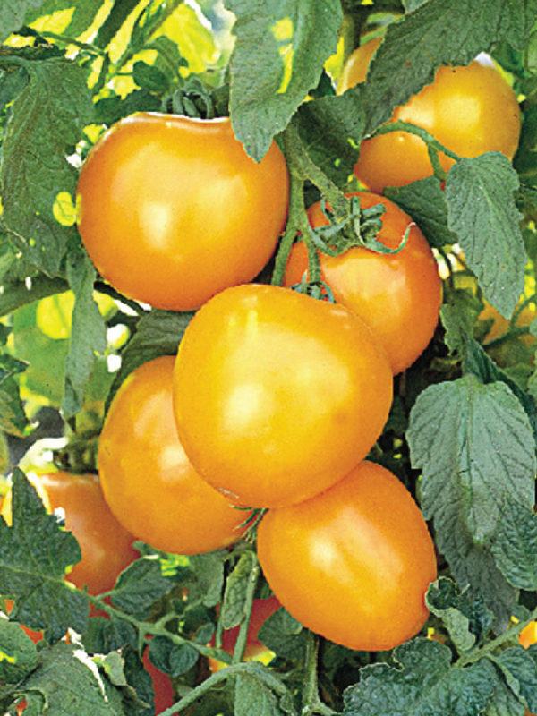 ORGANIC GOLDEN JUBILEE TOMATO SEEDLING