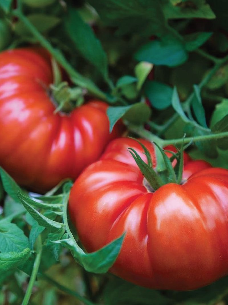 ORGANIC BEEFSTEAK TOMATO SEEDLING<br> شتلات طماطم بيف ستيك