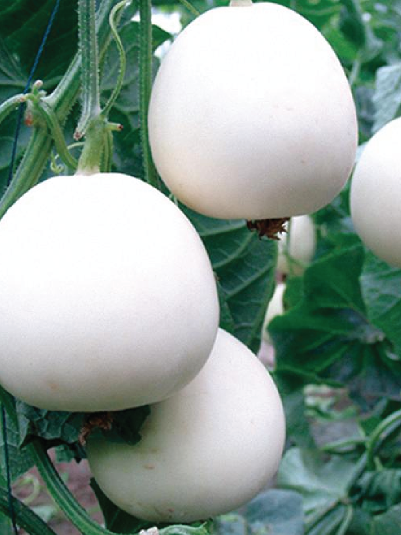 WHITE MELON SEEDS <br> بذور البطيخ الأبيض