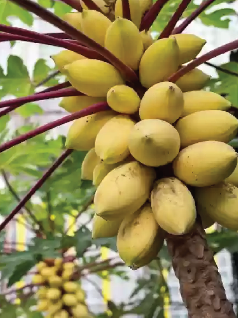 GOLDEN CREAMY PAPAYA SEEDS <br> بذور البابايا الكريمية الذهبية