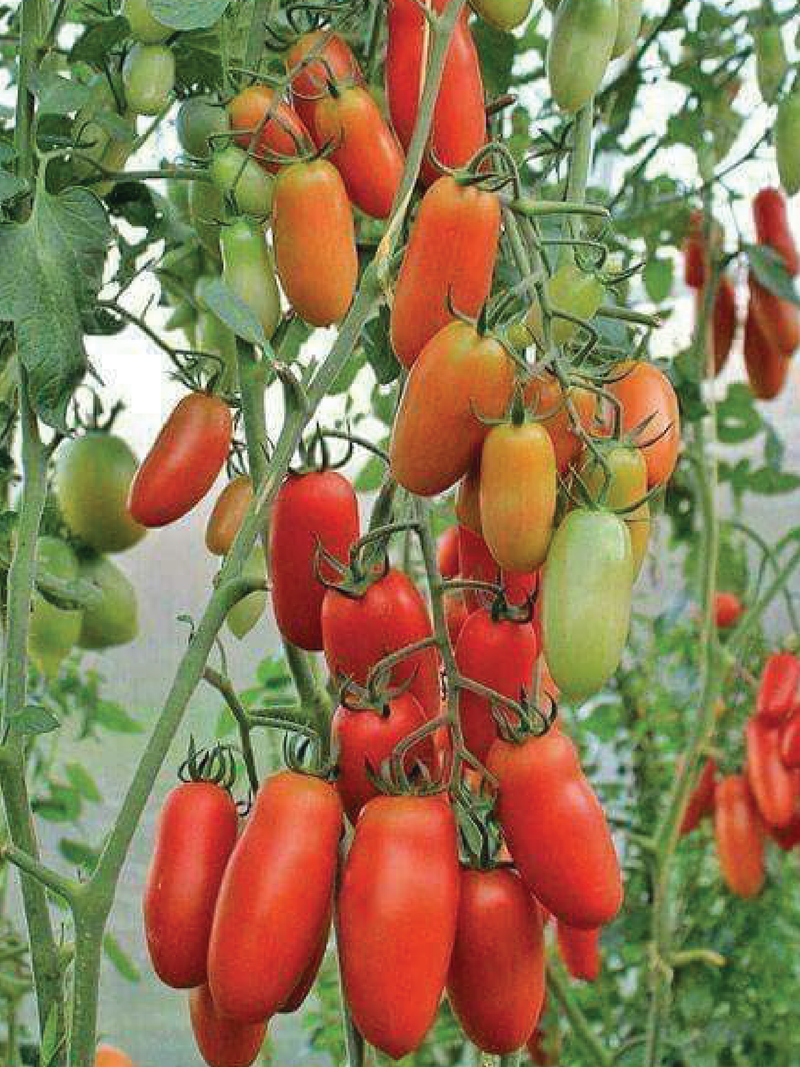ORGANIC SAN MARZANO TOMATO SEEDLING<br>شتلات طماطم سان مارزانو العضوية