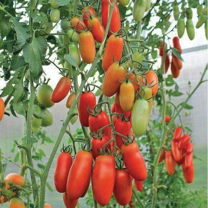 SAN MARZANO TOMATO SEEDLING<br> شتلة طماطم سان مارزانو