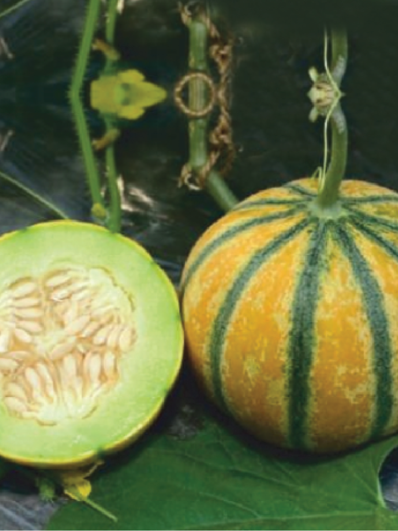 HONEY SWEET MELON SEEDS <br> بذور الشمام الحلو العسلي
