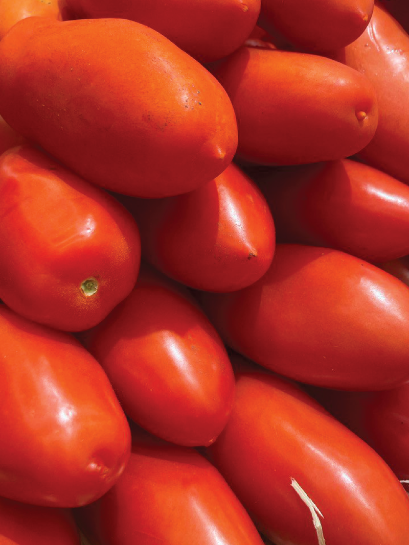 ORGANIC SAN MARZANO TOMATO SEEDLING<br>شتلات طماطم سان مارزانو العضوية