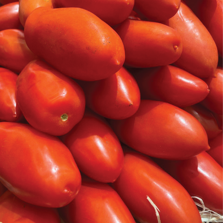 SAN MARZANO TOMATO SEEDLING<br> شتلة طماطم سان مارزانو